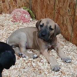 Lobelia - Fawn female Great Dane puppy in Marshall, Michigan from Dream K9