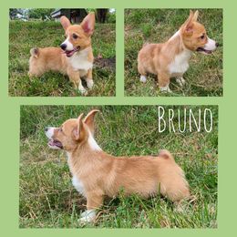 Bruno - Pembroke Welsh Corgi puppy in Bates City, Missouri from Penny Lane Corgis