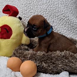 Blue - Fawn male Boxer puppy in Franklin, Georgia from Lakeside Kennels of Franklin