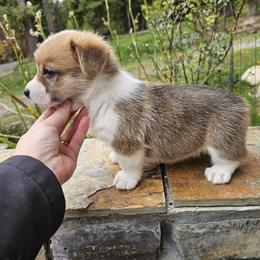 Pembroke Welsh Corgi Puppies from North Star Pembroke Welsh Corgi's