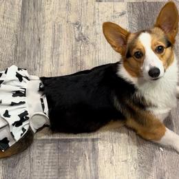 Pembroke Welsh Corgi puppies from Promise Land Farm