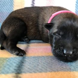 Belgian Malinois Puppies from Andrea Gumrich's Belgian Malinois