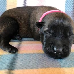 Belgian Malinois Puppies from Andrea Gumrich's Belgian Malinois