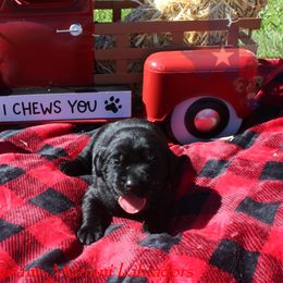 Boy 3 - Black Labrador Retriever puppy in Liberty Hill, Texas from Mariani Labrador Retrievers