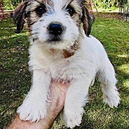Tsa Tsa - White and tan female Russell Terrier puppy in Burns, Tennessee from Terrier Town of Tennessee