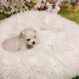 Korean Teacup Ashley - White female Maltese puppy in North Myrtle Beach, South Carolina from Perfect Puppies