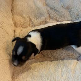 Lorena - Black white and tan female Rat Terrier puppy in Savoy, Texas from Rockin EZ Rat Terriers