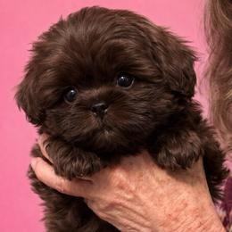 Harper - Chocolate female Shih Tzu puppy in Tallahassee, Florida from Bows and Bow Ties