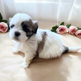 Shihpoo and Shih Tzu Puppies from Lilli’s Shih tzus and Shih poos