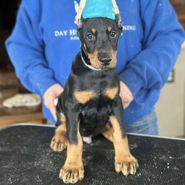 Doberman Pinscher Puppies from Day Hill Dobermans