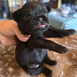 Lindy - Black female Brussels Griffon puppy in Burton, Michigan from Purple Moon Pups