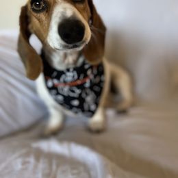 Bandit - Dachshund