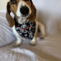 Bandit - Dachshund