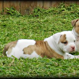 American Bulldog and French Bulldog Puppies from BackyardfinestBullys