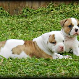 American Bulldog and French Bulldog Puppies from BackyardfinestBullys