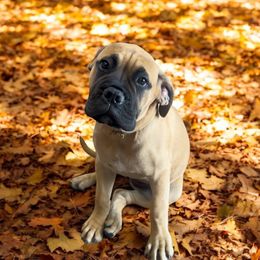 Bullmastiff Puppies from Ambrosia Mastiffs
