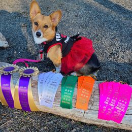 Pembroke Welsh Corgi Puppies from Outlands Corgis