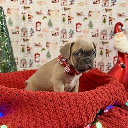 Girl 1 - Blue fawn female French Bulldog puppy in Shields, Michigan from Michigan Frenchies