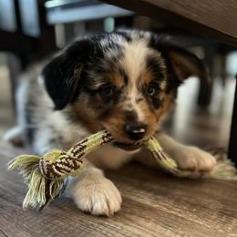 Miniature Australian Shepherds from Lozito's Mini Aussies