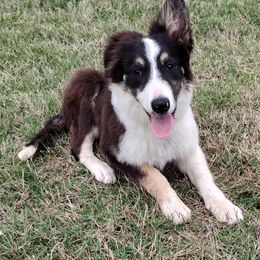 Border Collie Puppies from Bond Border Collies
