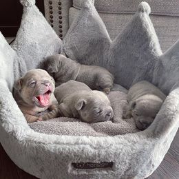 French Bulldog Puppies from MJ Frenchies