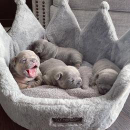 French Bulldog Puppies from MJ Frenchies