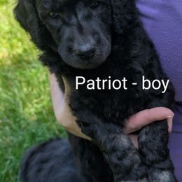 Poodle Puppies from Adventure Abounds Standards