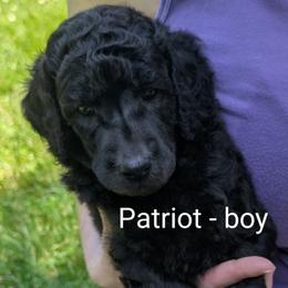 Poodle Puppies from Adventure Abounds Standards
