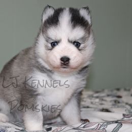 Blossom - Gray and white female Pomsky puppy in Centerville, Iowa from LJ Kennels Pomskies, LLC