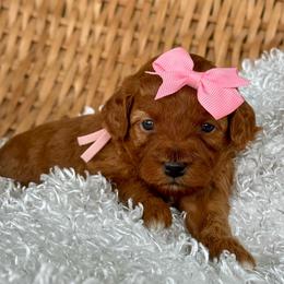 Pink - Red  female Goldendoodle puppy in Hesperia, Michigan from Red Acres Poodles & Doodles