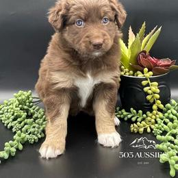 Rusty - Red tri-color male Australian Shepherd puppy in Thornton, Colorado from 303 Aussies