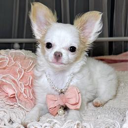Fancy - Cream and white female Chihuahua puppy in Ozone Park (Queens), New York from Petite Pups LLC