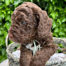 Schroeder - Chocolate male Australian Labradoodle puppy in Atascadero, California from Classic Poodles and Doodles