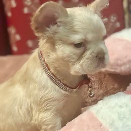 1 - Cream male French Bulldog puppy in Marion, Virginia from Frenchies Vom Reiches Tal