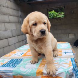 Labrador Retriever Puppies from Dolce Amore Labradors