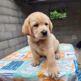 Labrador Retriever Puppies from Dolce Amore Labradors
