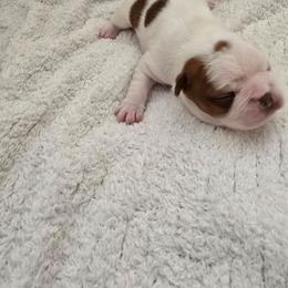 Puppy  one - Lilac male Boston Terrier puppy in Walhalla, South Carolina from Dixies  southern  bostons