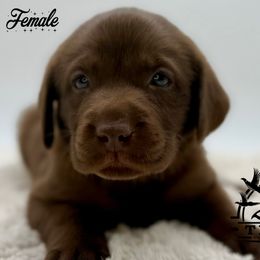 Aqua - Chocolate female Labrador Retriever puppy in San Diego County, California from Travis’ Chocolate Labradors