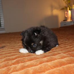 Pomeranian Puppies from Eelan’s Poms