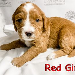 Goldendoodle Puppies from Upper Bay Goldendoodles