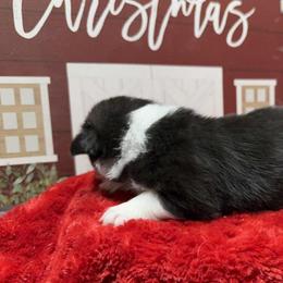 Cindy Lou Who - White and black female Pembroke Welsh Corgi puppy in Nortonville, Kansas from Low Riders Corgis & Mini Aussies