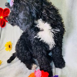 Loretta Lynn - Black and white Bernedoodle puppy in Branson West, Missouri from Ozark Acres LLC