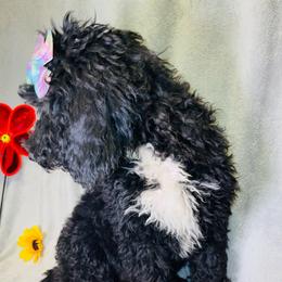 Loretta Lynn - Black and white Bernedoodle puppy in Branson West, Missouri from Ozark Acres LLC