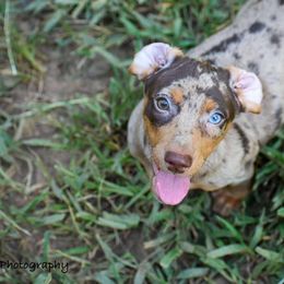 Dachshund Puppies from Orchard Dachshunds