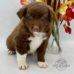 Ruby - Red & white female Australian Shepherd puppy in Thornton, Colorado from 303 Aussies