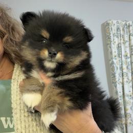 January - Black and tan female Pomeranian puppy in Clarksville, Tennessee from Bee Mine Maltipoos and Pomeranians