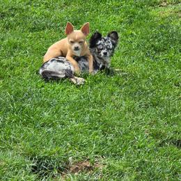 Pebbles - Chihuahua