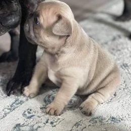 French Bulldog Puppies from Farm Fresh Frenchies