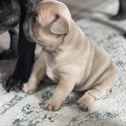 French Bulldog Puppies from Farm Fresh Frenchies