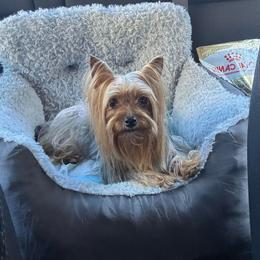 Mimi - Yorkshire Terrier